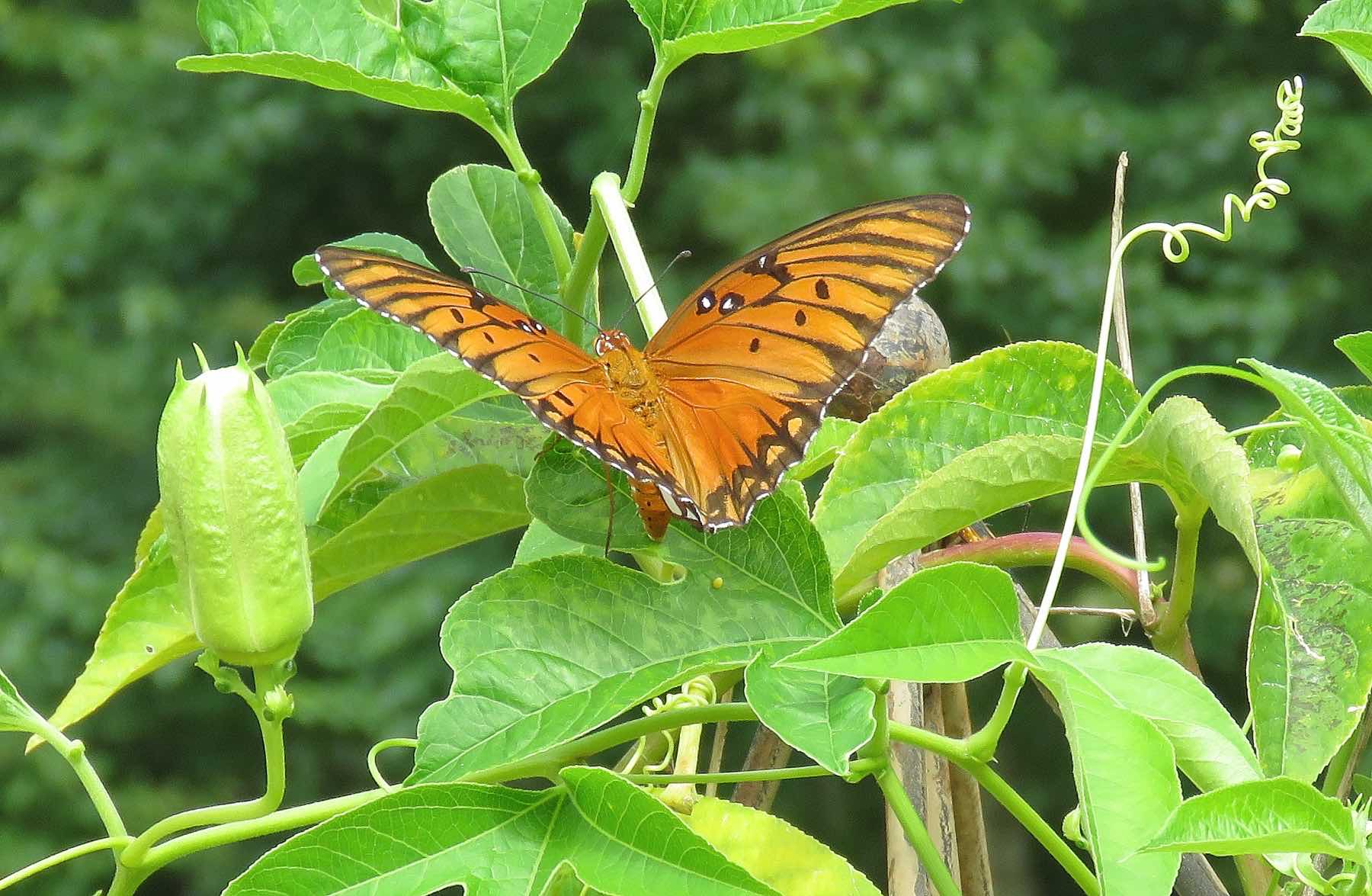 Female Gulf Fritillary Butterfly on Passion Vine laying eggs